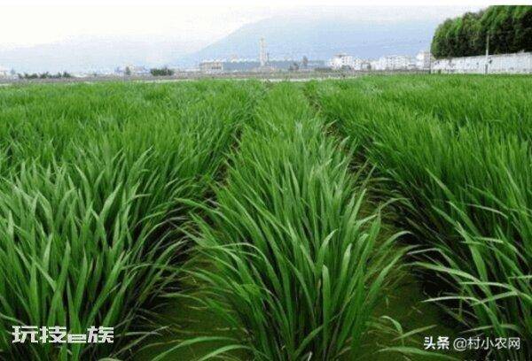 茭白在农村叫什么名字(茭白的特点以及高产的栽培技术)-图片3